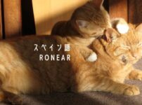 「Ronear」はアンダルシアの方言？ 2つの意味を持つスペイン語