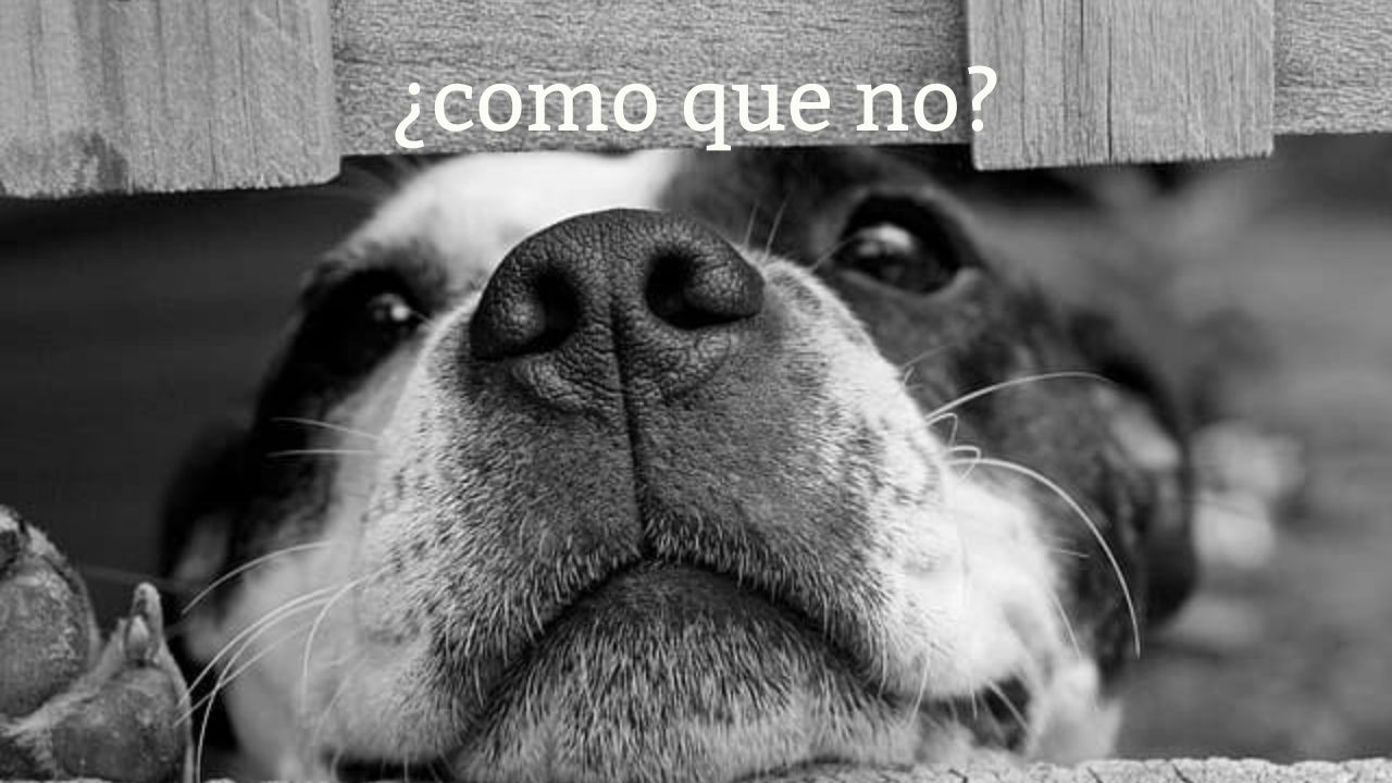 スペイン語の「¿Cómo que no?」はどういう意味か？