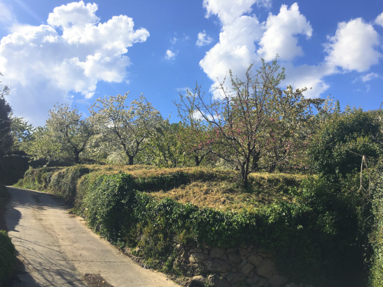 Valle del Jerteの桜