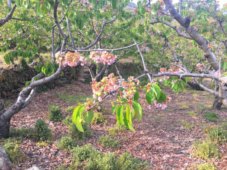Valle del Jerteの桜